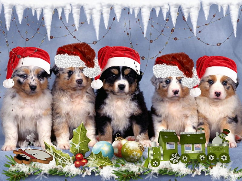 Perritos, cachorros, navidad, perros, navidad, invierno, Fondo de pantalla  HD | Peakpx