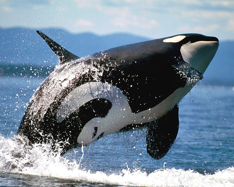 Killer whale, Mammals, Zoology, Marine Animals, Cetaceans, HD wallpaper