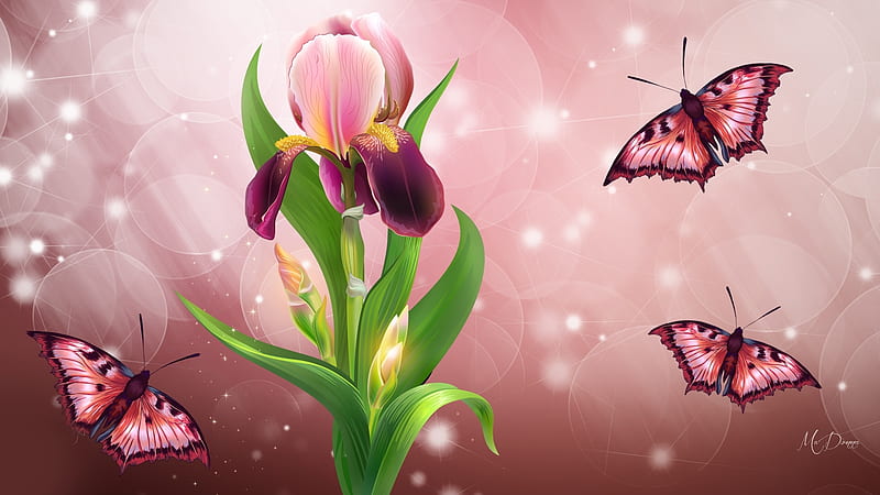Beautiful Iris Butterfly Shine, shine, butterflies, spring, sparkle, bokeh, summer, flowers, pink, Firefox Persona theme, iris, HD wallpaper