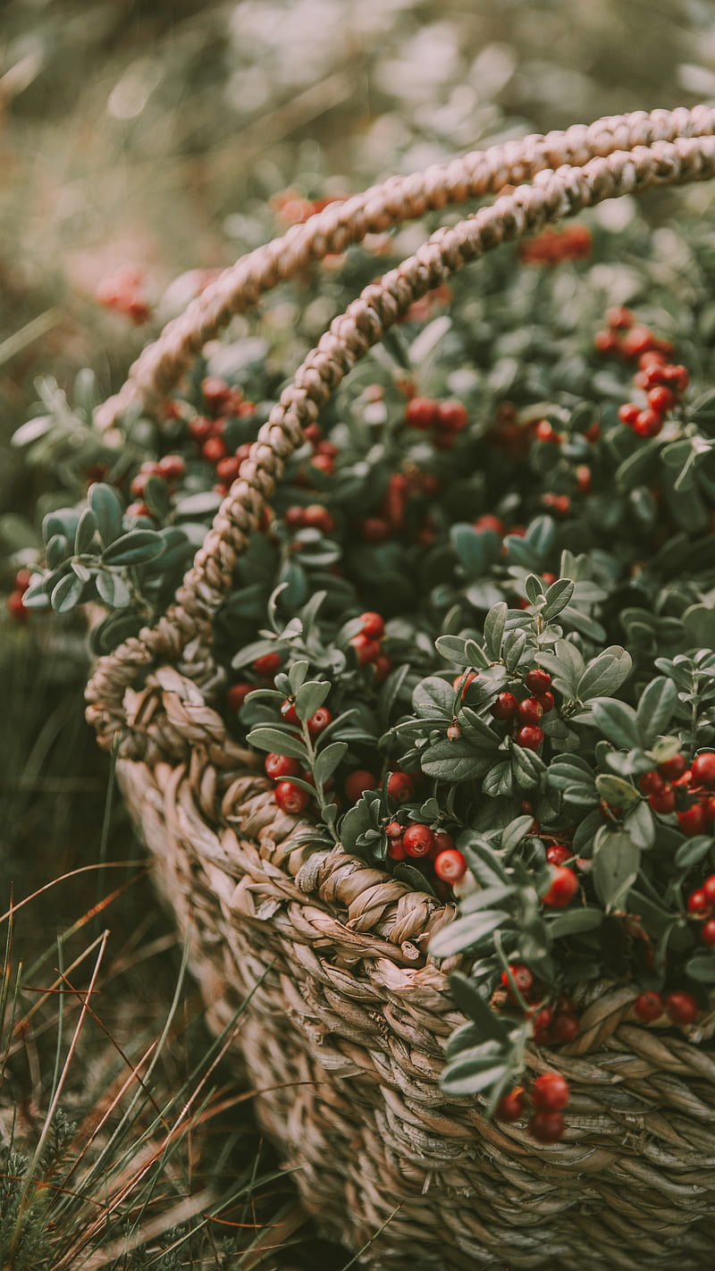 Berries in the Basket , harvest, blur, red, food, berries in the basket, HD phone wallpaper