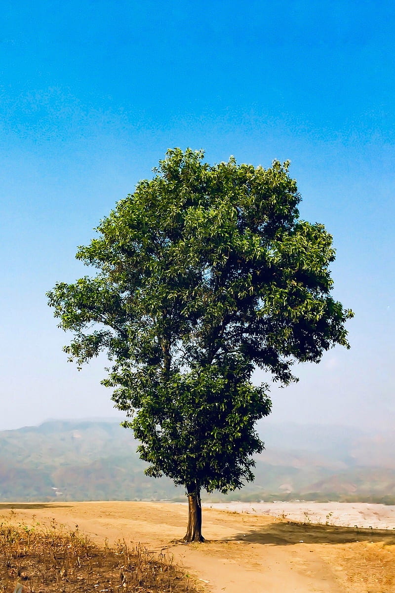 Mountain tree, beautiful bangladesh, life, mountains, natural bangladesh,  nature, HD phone wallpaper | Peakpx
