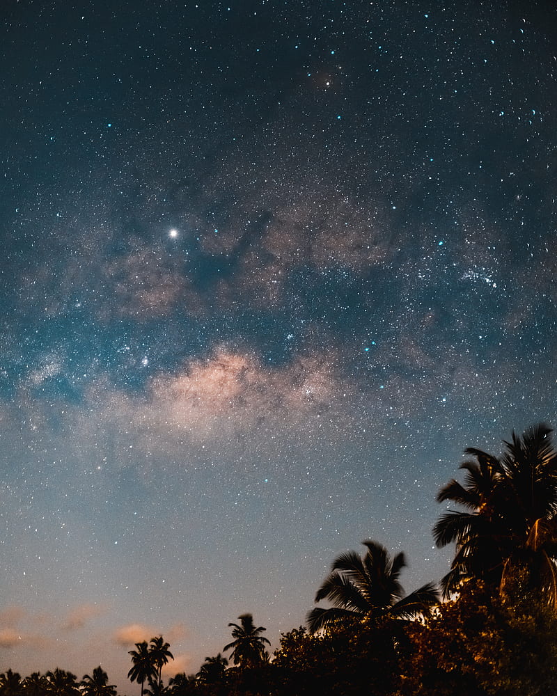 palm trees, starry sky, night, dark, trees, HD phone wallpaper