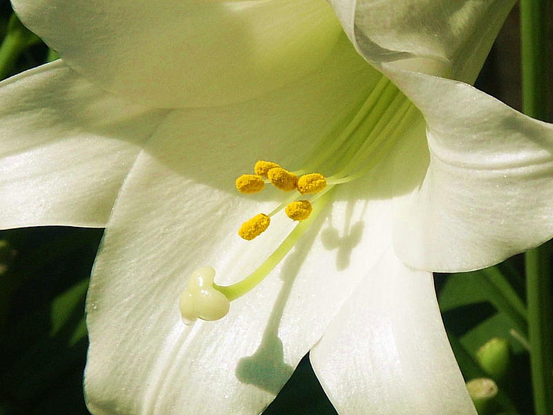 Lirio blanco, lirio, flor, naturaleza, whie, Fondo de pantalla HD | Peakpx