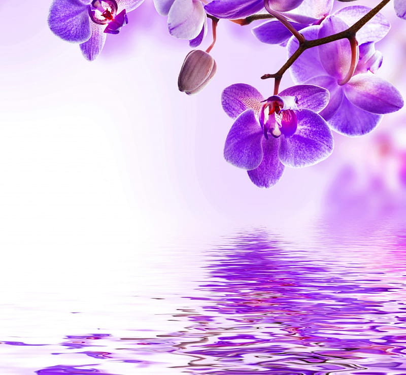 Purple Orchid, water, blossom, purple, orchid, flowers, reflection, HD wallpaper