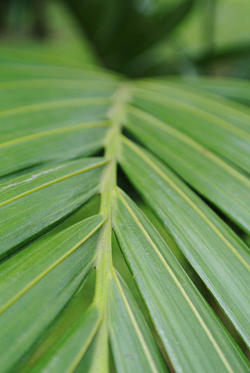 green palm leaf, HD phone wallpaper