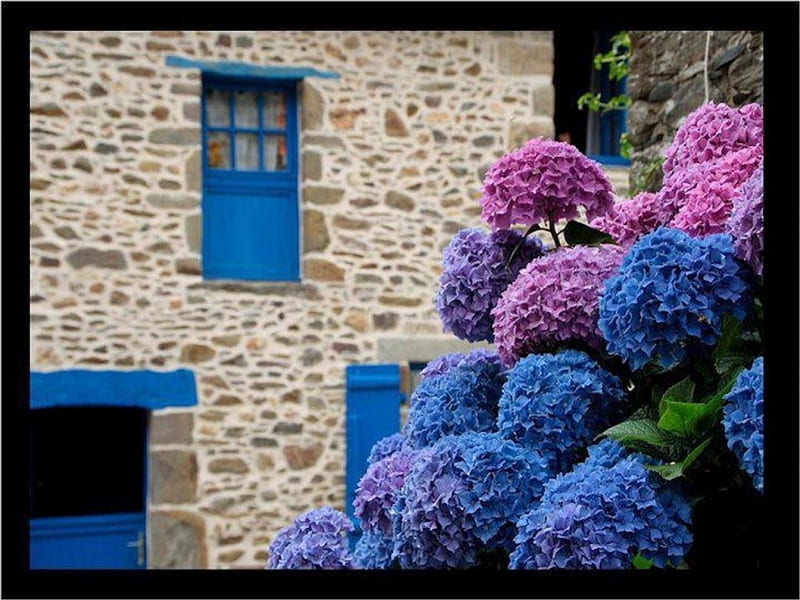 Well Color Coordinated Garden, hydrangea, house, brick, trim, flower, garden, blue, HD wallpaper