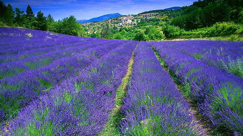 Blue Lavender field, houses, village, nature, lavender, trees, field ...