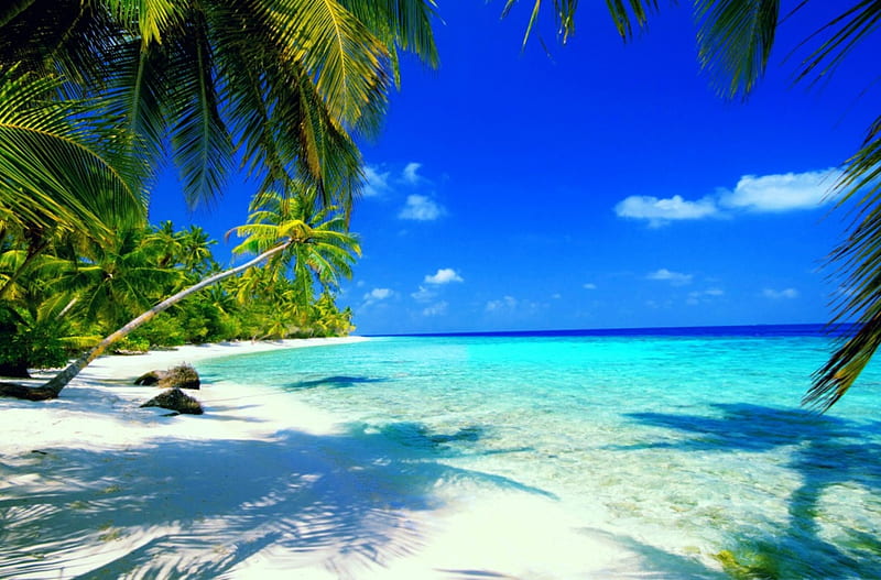 Beach paradise, ocean, sky, palms, sea, beach, paradise, summer, tropics,  sands, HD wallpaper | Peakpx