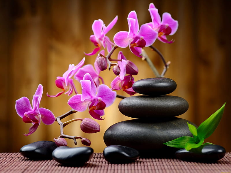 Spa still life, relax, background, bonito, bamboo, still life, orchids, leaves, stones, spa, flowers, pink, HD wallpaper