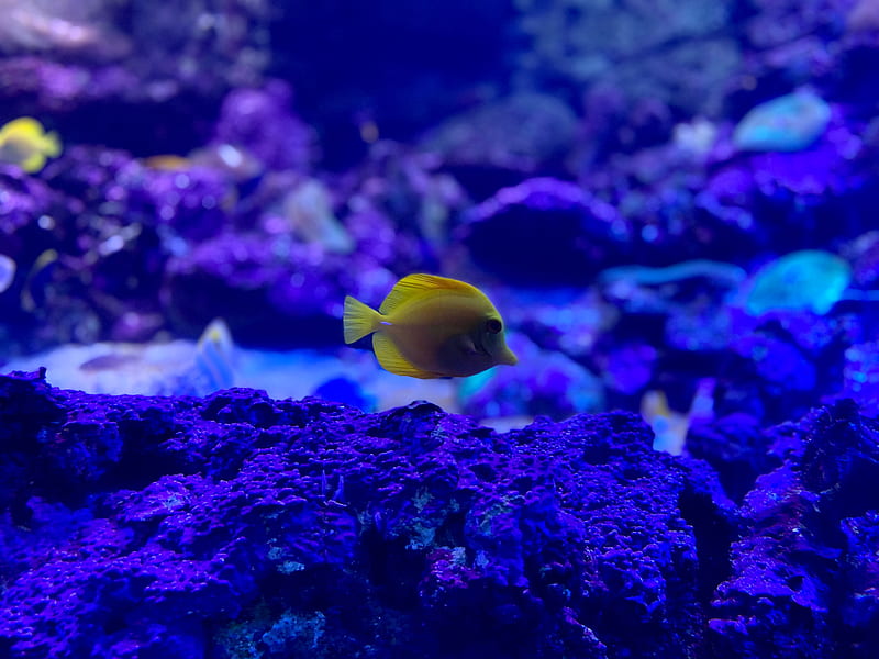 zebrasoma, fish, aquarium, corals, HD wallpaper