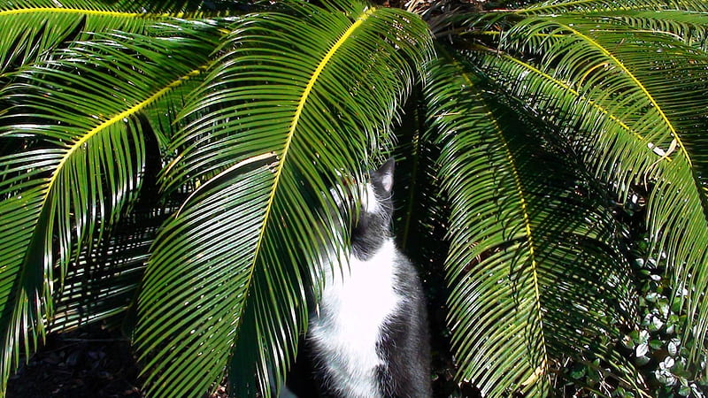 Palm cat, black and white cat, palm, cat, tuxedo cat, HD wallpaper
