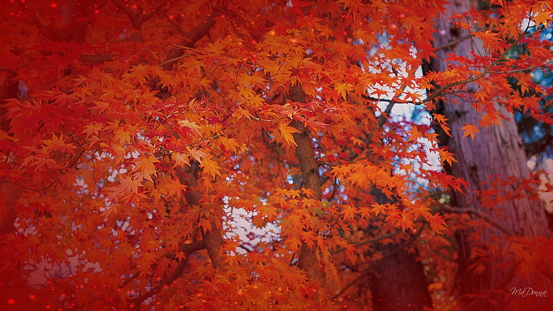 Red Fall, red, change, fall, autumn, maple, colors, firefox persona, sky, tree, leaves, bright, oak, HD wallpaper