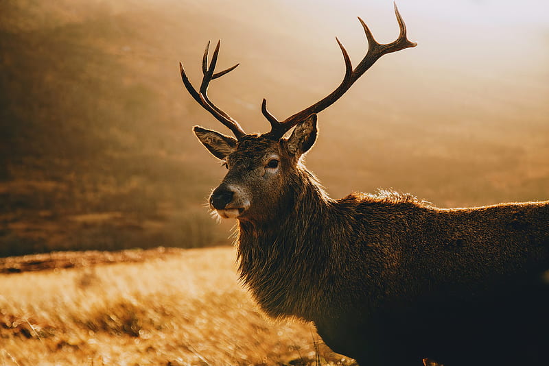 Deer Morning Landscape , deer, animals, graphy, HD wallpaper