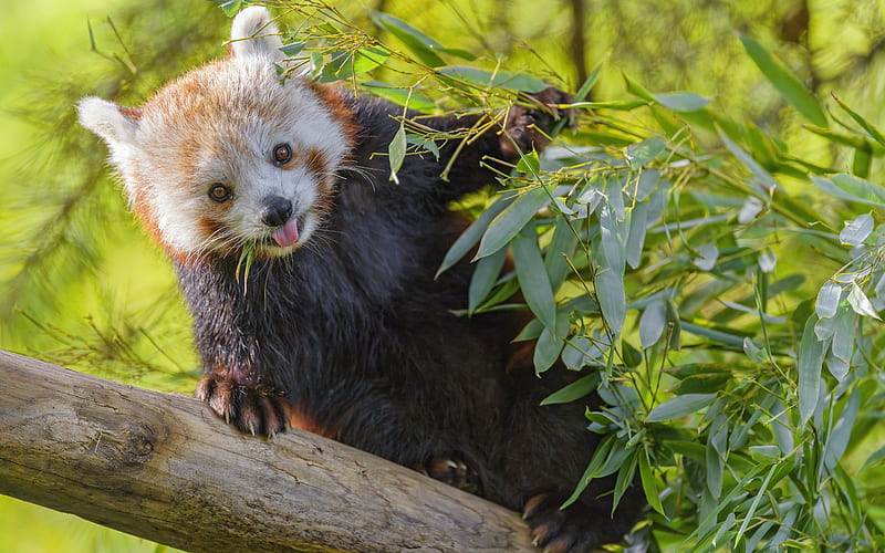 Red Panda, cute, animal, panda, HD wallpaper | Peakpx