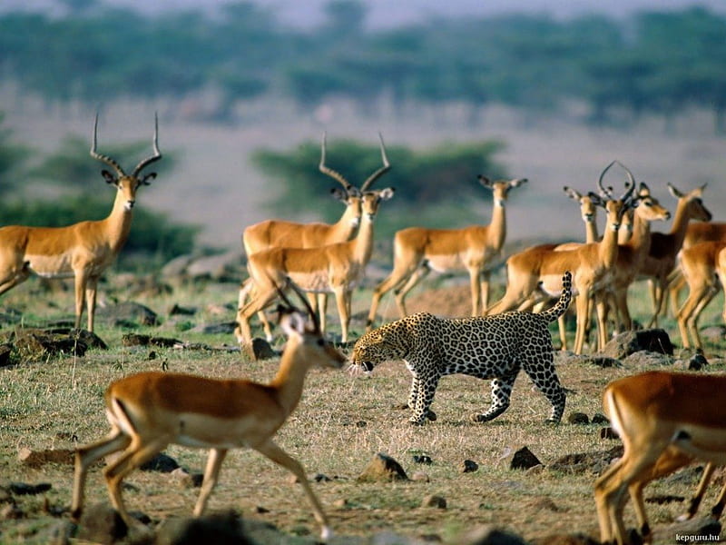 CAT AMONG THE PIGEONS!, leopard, herds, savannah, antelope, africa, bushveld, impala, big five, african wildlife, HD wallpaper
