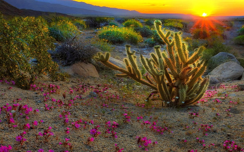 Superlative desert sunset r, desert, flowers, r, sunset, cacti, HD ...