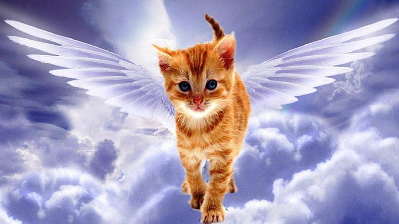 Angel Cat, art, fantasy, wings, angel, painting, cat, sky, HD wallpaper