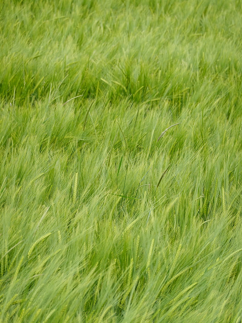 wheat, ears, plant, macro, green, HD phone wallpaper