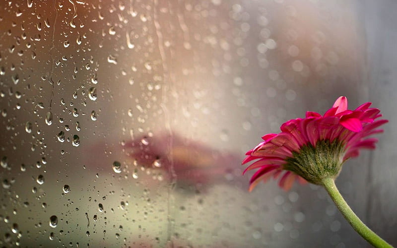 Raindrops, glass, flower, HD wallpaper | Peakpx
