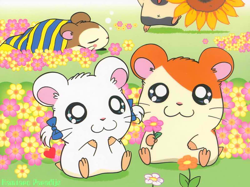 34 Hamtaro ideas  hamtaro hamster anime