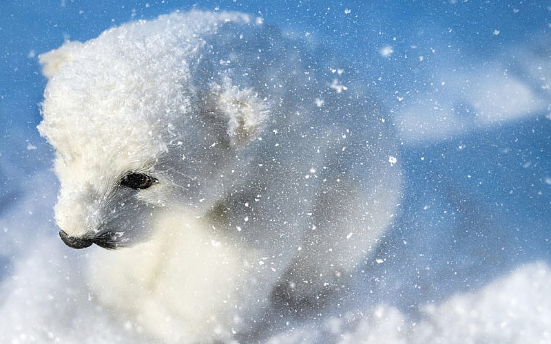 Polar Bear, cub, bears, teddy bear, Ursus maritimus, white bear, wildlife, winter, HD wallpaper