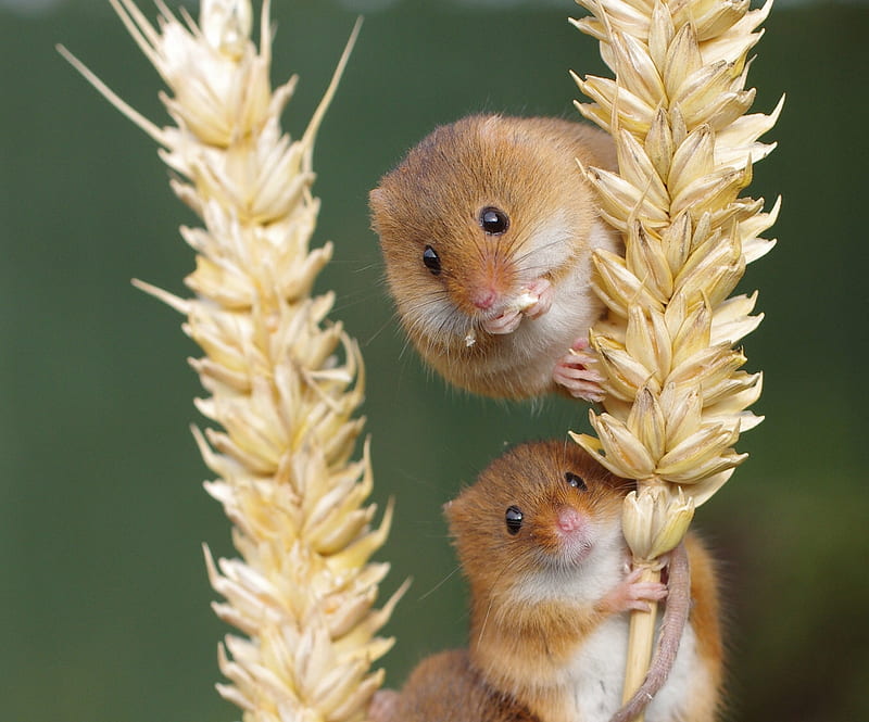 Mice, cute, mouse, soricel, harvest mouse, rodent, animal, HD wallpaper