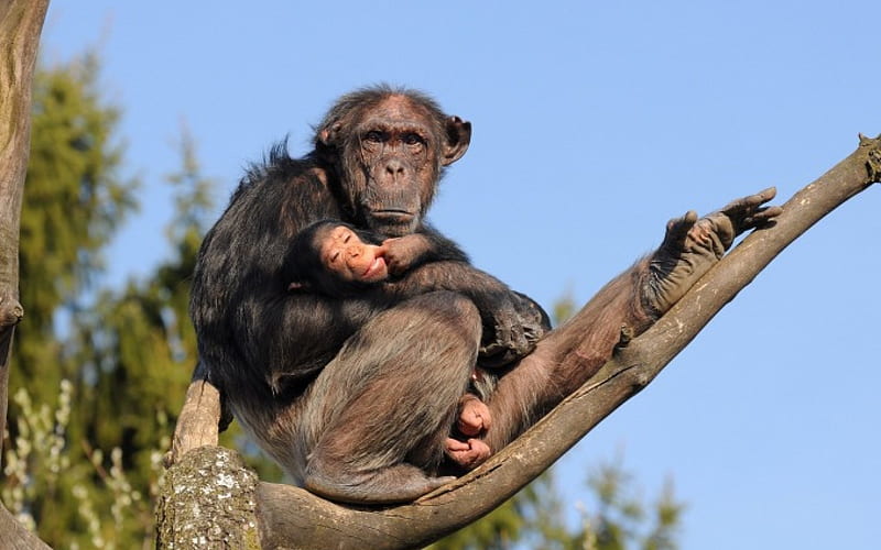 Chimpanzee, monkey, tree, baby, HD wallpaper