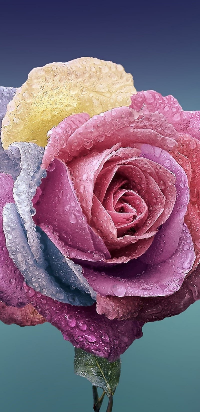 Rainbow flower wallpaper by Mspepp  Download on ZEDGE  d836