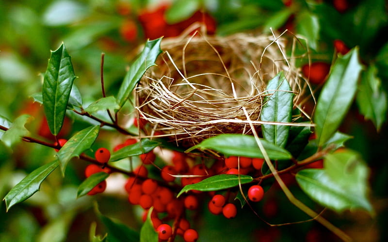 Little nest, mistletoe, fruit, red, green, nest, berry, HD wallpaper