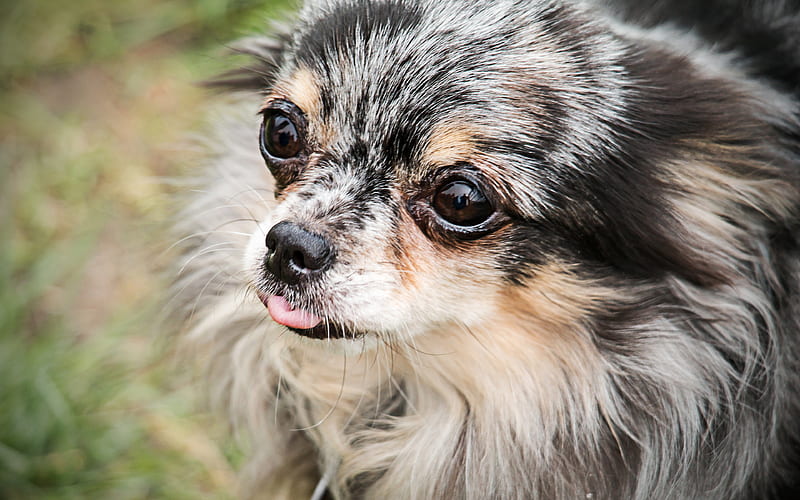 Chihuahua, close-up, dogs, gray chihuahua, cute animals, pets, Chihuahua Dog, HD wallpaper