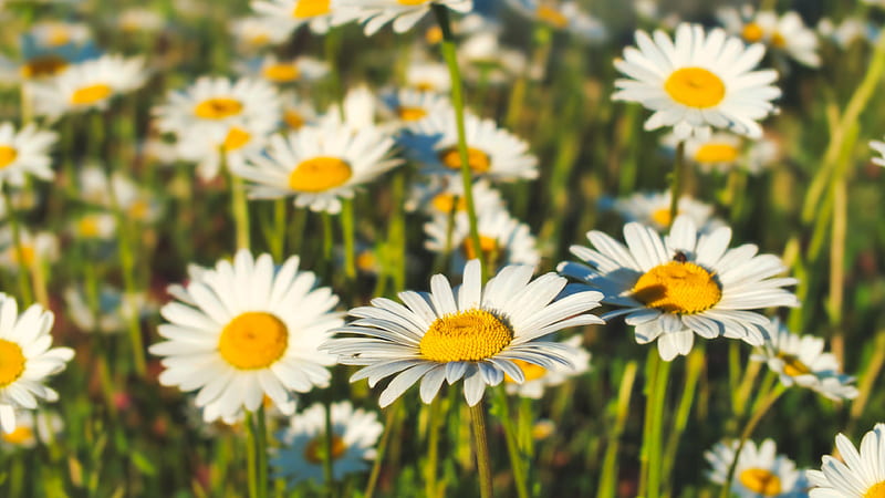 White Chamomile Flowers Field Flowers, HD wallpaper