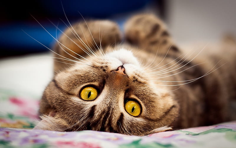 Relaxing cat, eye, relax, yellow, cat, animal, pisica, HD wallpaper | Peakpx