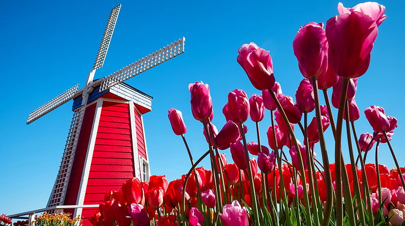 Holland windmill, windmill, Holland, flowers, summer, spring, bonito, tulips, sky, HD wallpaper
