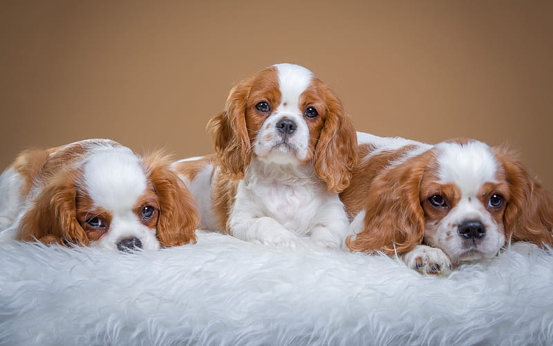 Cavalier King Charles Spaniel, three little cute puppies, pets, little brown puppies, dogs, HD wallpaper