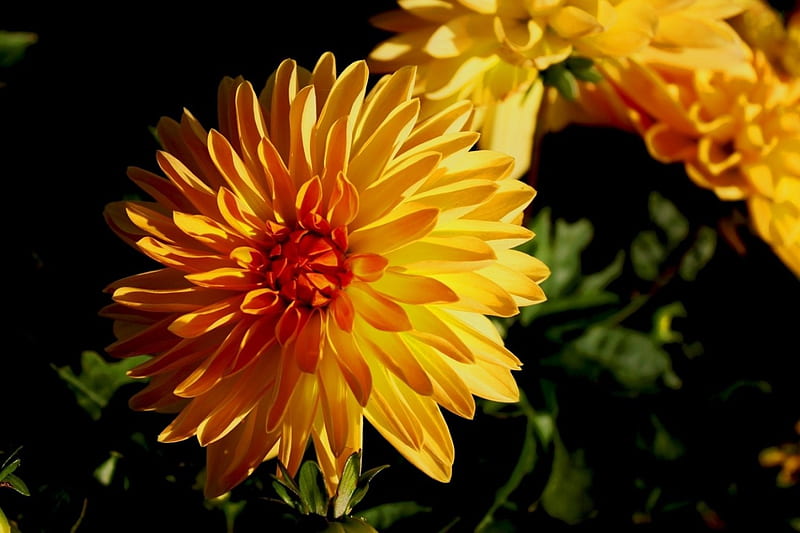 Dahlias, Yellow, Black, Orange, Green, HD wallpaper | Peakpx