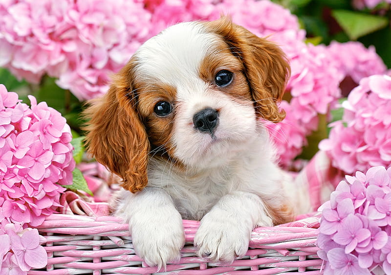 Puppy, flower, paw, pink, sweet, dog, hydrangea, caine, animal, cute, basket, HD wallpaper