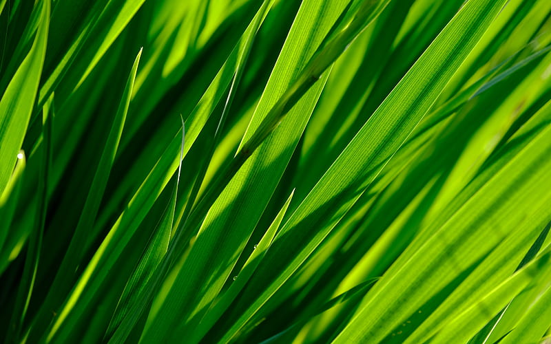 green grass texture, background with green grass, natural texture, eco texture, green grass, green leaves, HD wallpaper