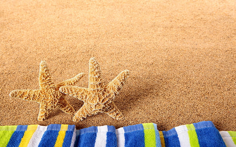 starfish, beach, sand, sea, tourism concepts, summer vacation, HD wallpaper