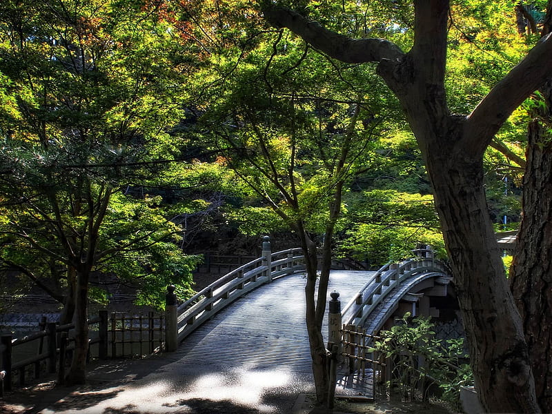 leaves over taiko bashi bridge-Japanese Landscape, HD wallpaper