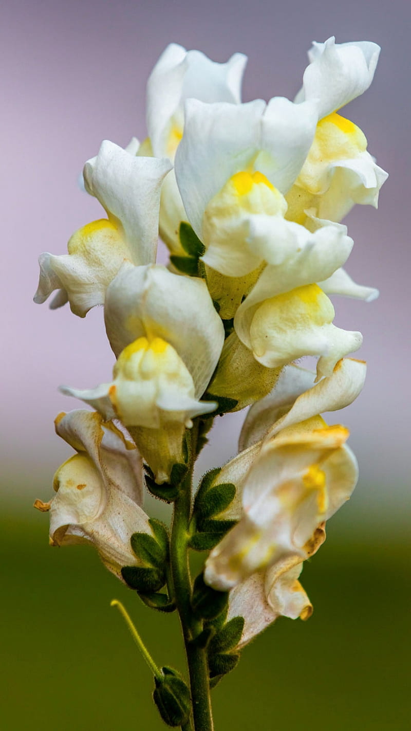 Snapdragon, flower, flowers, nature, hoot, white, white flowers, yellow, HD phone wallpaper