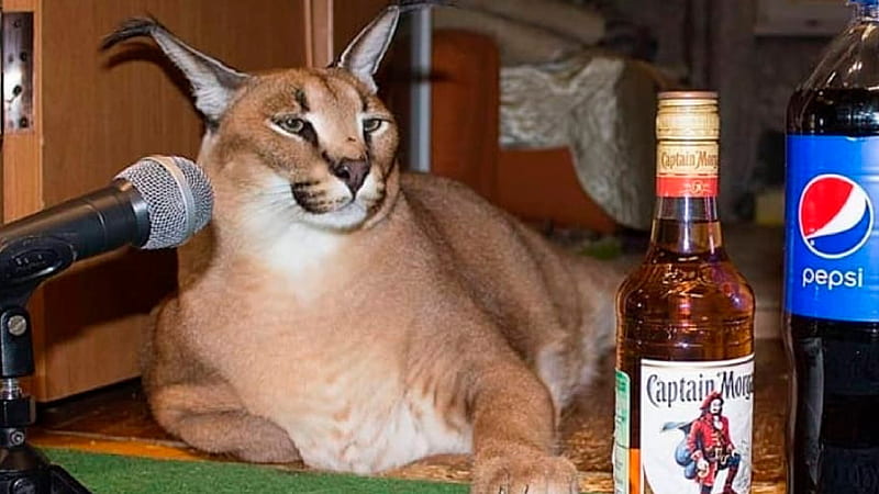 Meet 'Big Floppa' - the hero of the most popular cat meme of 2020 (), HD  wallpaper