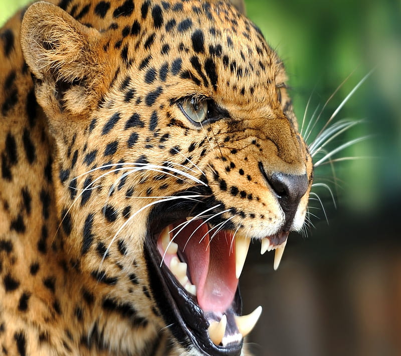 Beautiful animal, bonito, leopard, HD wallpaper | Peakpx