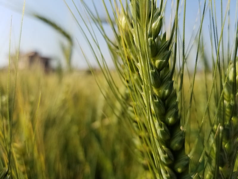 Wheat Stalk, beauty, field, food, grain, grass, life, nature, stalk, themes, wheat, HD wallpaper