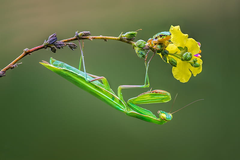 Praying Mantis, green, calugarita, macro, yellow, flower, insect, HD wallpaper