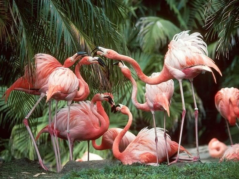 Slight Disagreement, Pink, Grass, Palms, Elegant, Flamingos, Feathers, HD wallpaper
