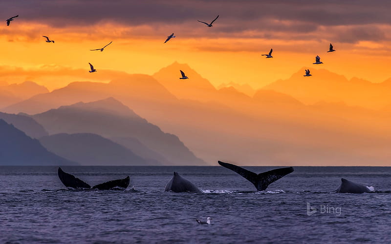 USA Alaska Whale 2018 Bing, HD wallpaper
