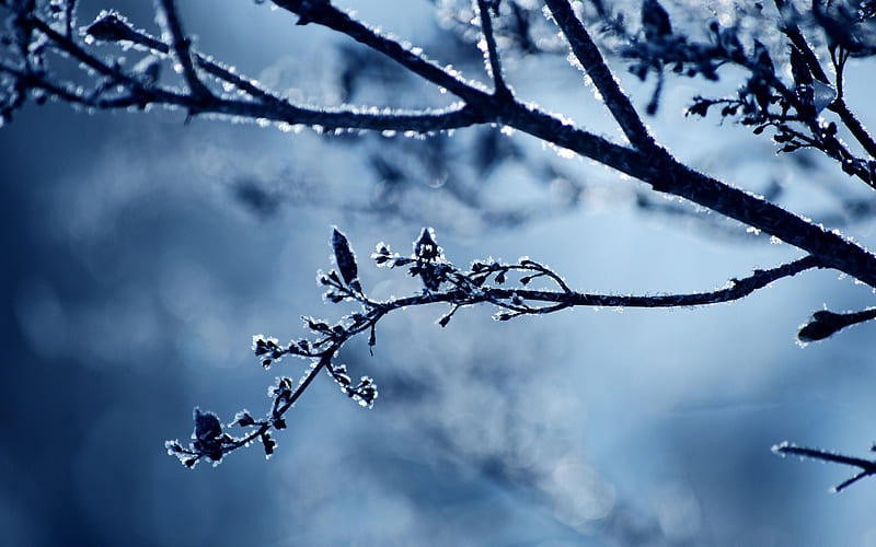 cold day-winter theme, HD wallpaper