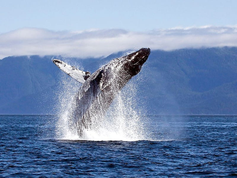 Humpback Whale, whale, jumping, ocean, HD wallpaper