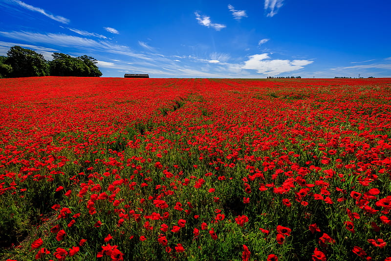 Flowers, Poppy, Field, Flower, Nature, Red Flower, Sky, Summer, HD wallpaper