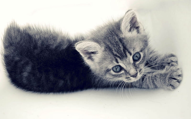 sweet kitten-Cute pet cat, HD wallpaper